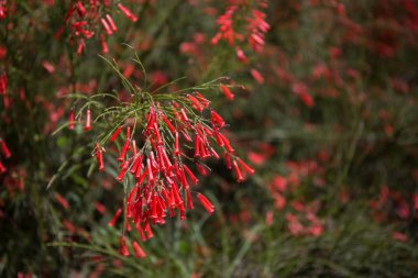  Bahçedeki çeşme (Russelia equisetiforis).