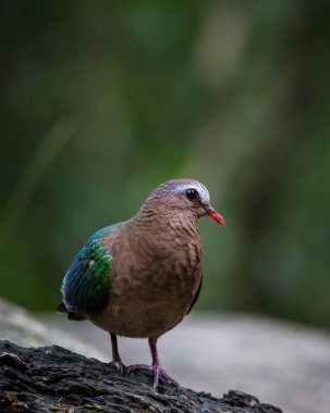 Ağacın dalında Chalcopthe indica.