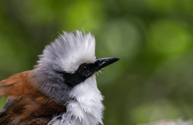 Beyaz ibikli Laughingthrush yakın çekim.