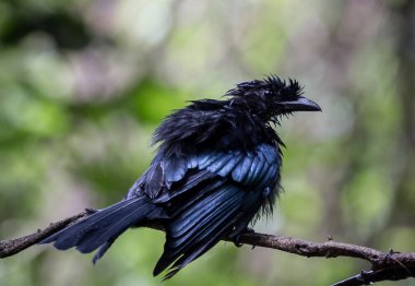 Banch ağacında daha büyük raket kuyruklu Drongo (Dicrurus paradiseus)