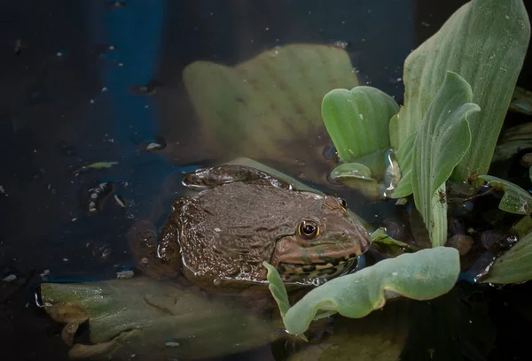 Grenouille thaïlandaise dans un étang . — Photo