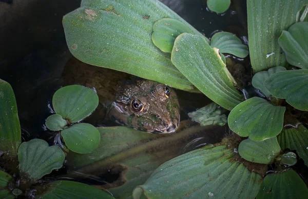 池の中のタイカエル. — ストック写真