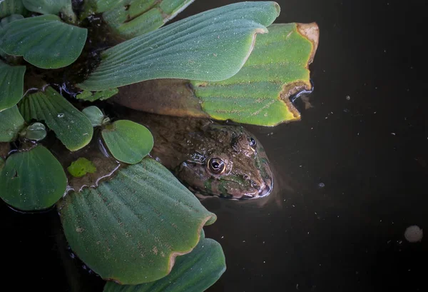 池の中のタイカエル. — ストック写真