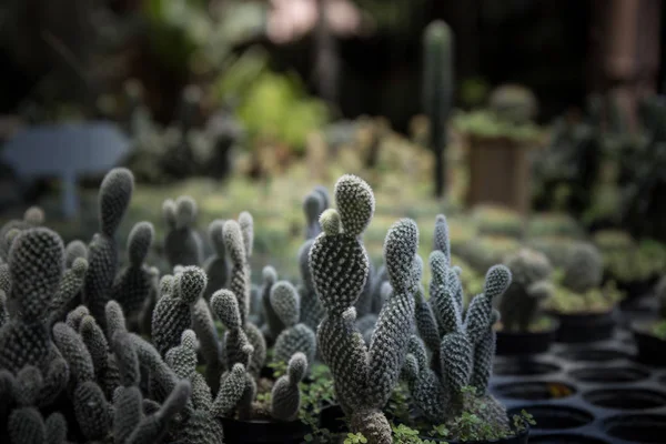 Kaktus w linii garnków ułożonych w ogrodzie (Dark light style — Zdjęcie stockowe