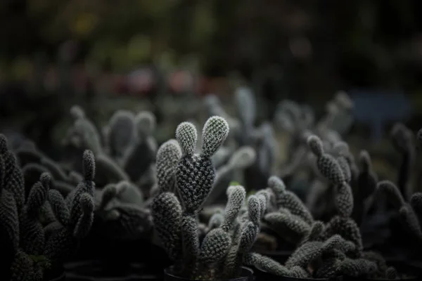 Cactus in a line of pots arranged in the garden (Dark light styl — Stock Photo, Image