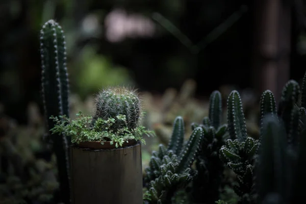 Cactus en una línea de macetas dispuestas en el jardín (Estilo de luz oscura —  Fotos de Stock