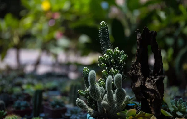 Kaktus v řadě květináčů uspořádaných v zahradě (tmavý světlý styl) — Stock fotografie