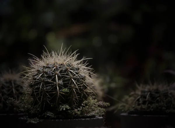 Cactus en una línea de macetas dispuestas en el jardín (Estilo de luz oscura ) —  Fotos de Stock