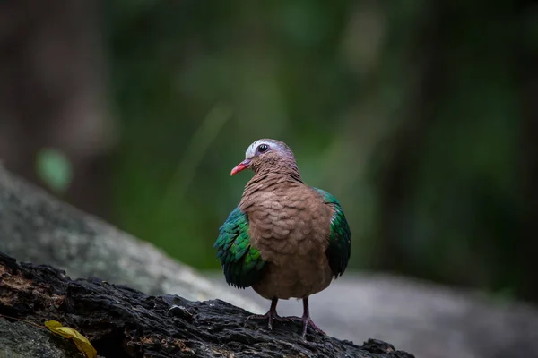 Chalcophaps indica sobre piedra en parque . —  Fotos de Stock