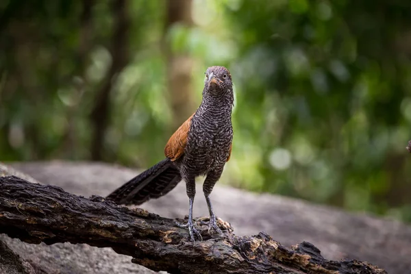 Coucals, fagiani corvo in piedi su una roccia nella foresta . — Foto Stock