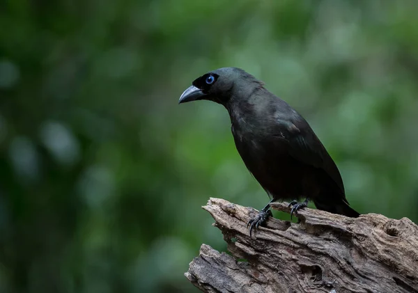 Racket-tailed Treepie ( Crypsirina temia ) — Stock Photo, Image