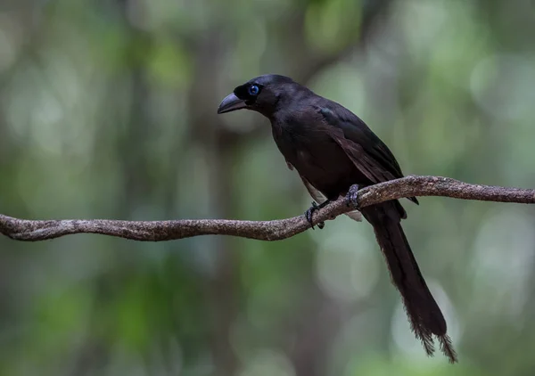 Racket-tailed Treepie ( Crypsirina temia ) — Stock Photo, Image