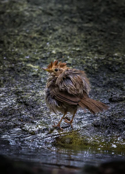 Nadelmeisengeplapper (macronus gularis) steht pelzig auf einem — Stockfoto