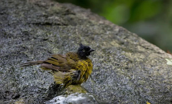 Bulbul crestato nero (Pycnonotus flaviventris) pulizia dei capelli — Foto Stock