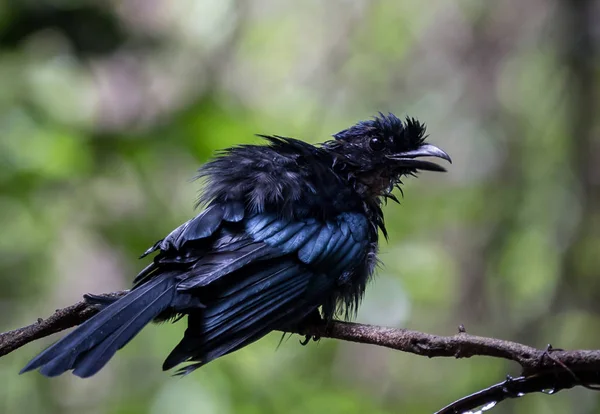 Greater Racket-tailed Drongo (Dicrurus paradiseus) on banch tree — Stock Photo, Image