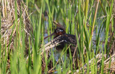 Daha büyük boyalı çulluk Tarladaki çim yığınının arkasında gizlice duruyor.