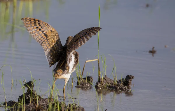 Più Grande Painted Snipe Nell Acqua Stava Alzando Ali — Foto Stock