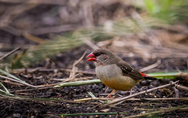 Avadavat Rouge Manger Des Graines Sur Sol Dans Les Champs — Photo