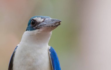 Yakalı Kingfisher, Beyaz Yakalı Kingfisher, Mangrove Kingfisher