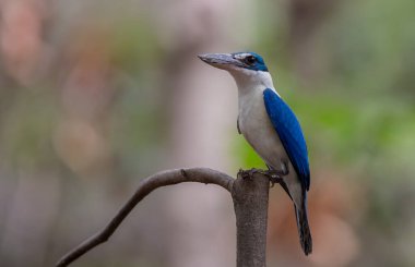Yakalı Kingfisher, Beyaz Yakalı Kingfisher, Mangrove Kingfisher