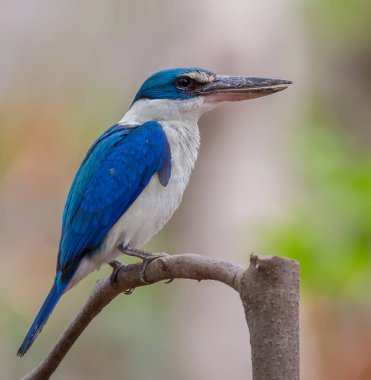 Yakalı Kingfisher, Beyaz Yakalı Kingfisher, Mangrove Kingfisher