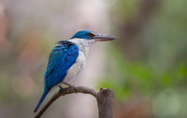 Yakalı Kingfisher, Beyaz Yakalı Kingfisher, Mangrove Kingfisher
