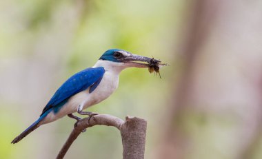 Yakalı Kingfisher, Beyaz Yakalı Kingfisher, Mangrove Kingfisher