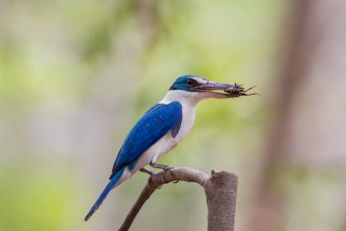 Yakalı Kingfisher, Beyaz Yakalı Kingfisher, Mangrove Kingfisher