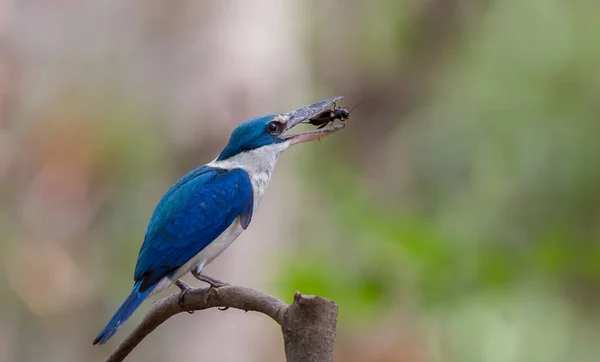 Nyakörves Királyhalász Fehérgalléros Királyhalász Mangrove Királyhalász — Stock Fotó