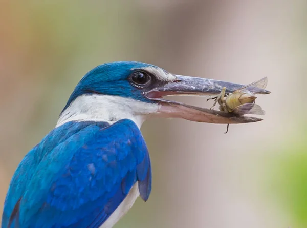 Nyakörves Királyhalász Fehérgalléros Királyhalász Mangrove Királyhalász — Stock Fotó