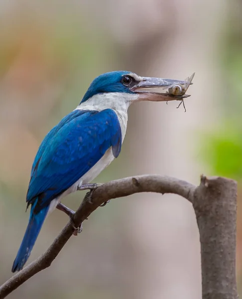 Nyakörves Királyhalász Fehérgalléros Királyhalász Mangrove Királyhalász — Stock Fotó