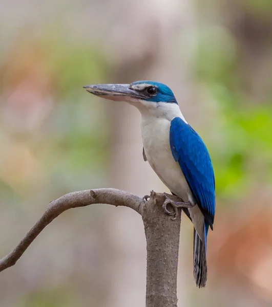 Halsband Eisvogel Weißband Eisvogel Mangroven Eisvogel — Stockfoto