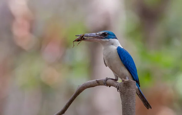 Nyakörves Királyhalász Fehérgalléros Királyhalász Mangrove Királyhalász — Stock Fotó