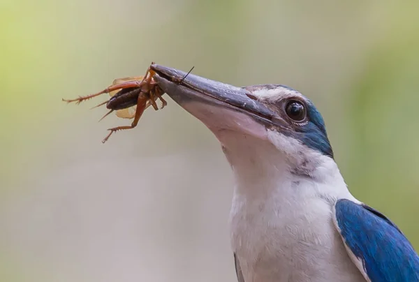 Ijsvogel Met Halsband Ijsvogel Met Witte Halsband Ijsvogel Met Mangrove — Stockfoto