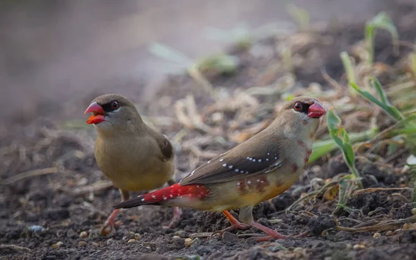 Red Avadavat Lanzando Sus Brazos Vuelta Suelo — Foto de Stock