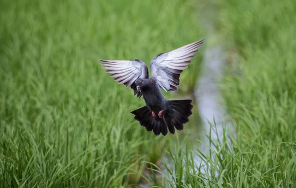 Piccione Che Vola Nel Campo Riso Verde — Foto Stock