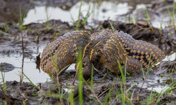 Större Målad Snipe Spred Sina Vingar Som Ett Försvar Tider — Stockfoto