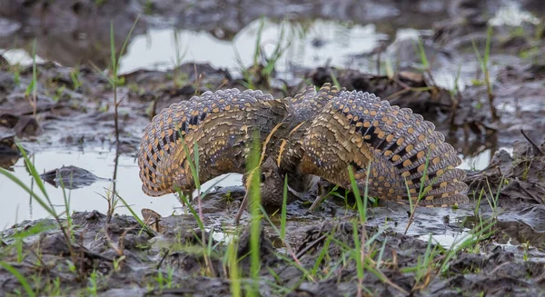 Större Målad Snipe Spred Sina Vingar Som Ett Försvar Tider — Stockfoto