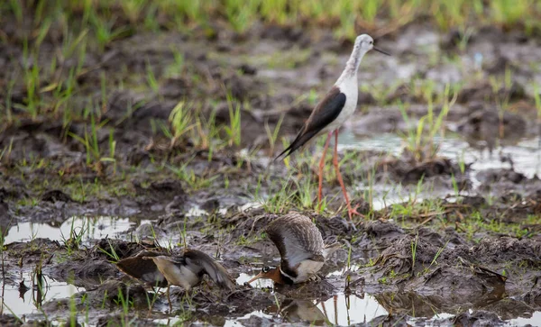 Greater Painted Snipe Abriu Suas Asas Como Uma Defesa Tempos — Fotografia de Stock