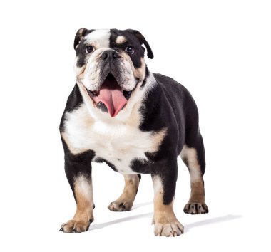 Bulldog İngilizce bulldog beyaz arka plan mutlu bulldog üzerinde