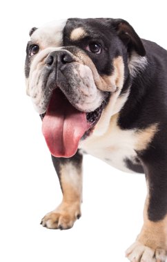 Bulldog İngilizce bulldog beyaz arka plan mutlu bulldog üzerinde