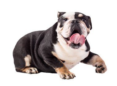 Bulldog İngilizce bulldog beyaz arka plan mutlu bulldog üzerinde