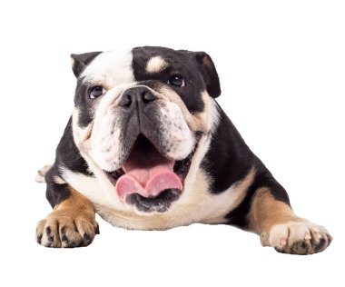 Bulldog İngilizce bulldog beyaz arka plan mutlu bulldog üzerinde