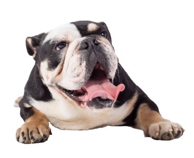Bulldog İngilizce bulldog beyaz arka plan mutlu bulldog üzerinde