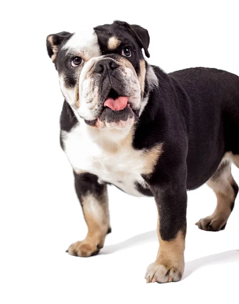 Bulldog Buldog Witte Achtergrond Grappige Bulldog — Stockfoto