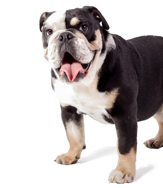 Bulldog Engels Bulldog Witte Achtergrond Gelukkig Bulldog — Stockfoto