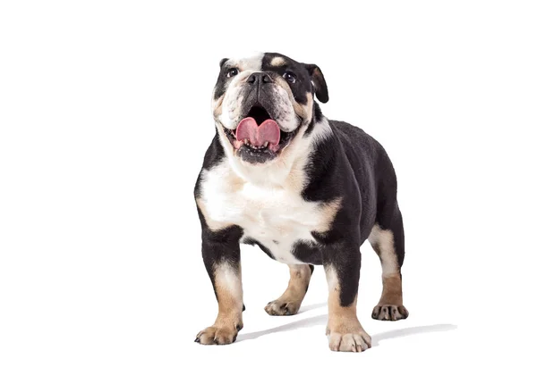 Bulldog Engels Bulldog Witte Achtergrond Gelukkig Bulldog — Stockfoto