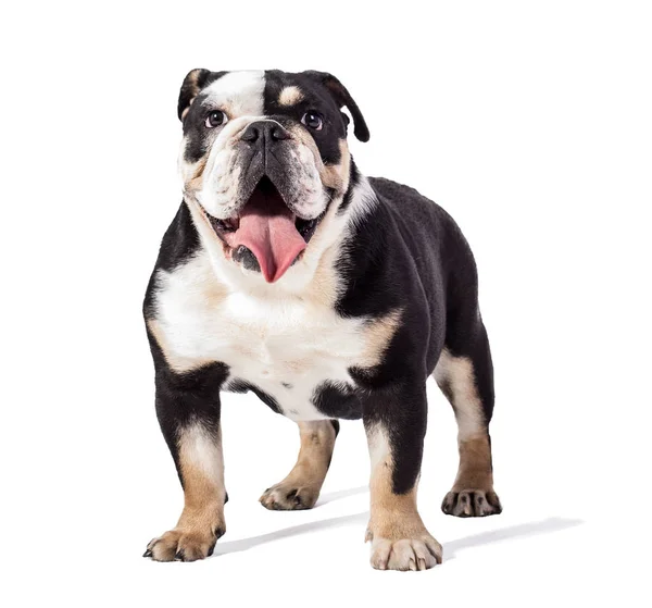 Bulldog Engels Bulldog Witte Achtergrond Gelukkig Bulldog — Stockfoto