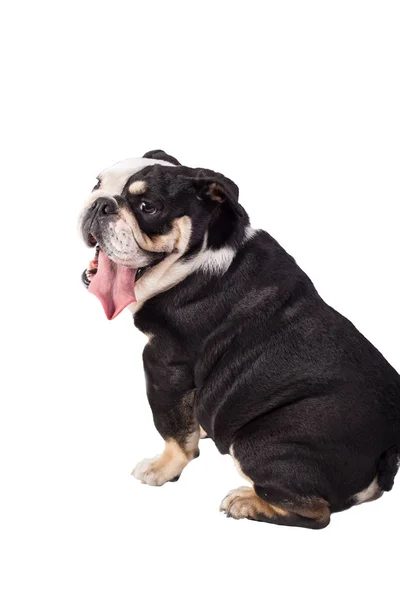 Bulldog Inggris Bulldog Pada Latar Belakang Putih Bahagia Bulldog — Stok Foto