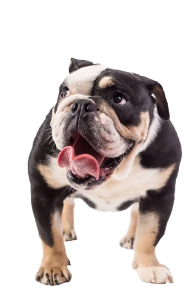 Bulldog Engels Bulldog Witte Achtergrond Gelukkig Bulldog — Stockfoto